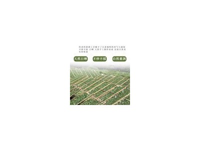 福鼎老白茶饼贡眉茶叶6年珍藏太姥山政和福建白茶寿眉2450克装7片 2个起批图4