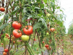 番茄育苗营养土要怎么配制？