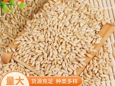 批发带壳大麦25千克大麦 饲料大麦 农作谷物五谷杂粮现货供应图1