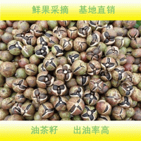 安徽高山油茶籽 茶籽烘干 出油率高