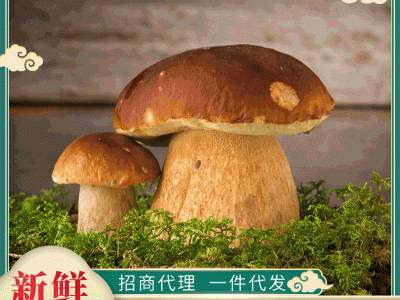 厂家直供牛肝菌散装1000g 云南特产食用菌新鲜现摘现货图1