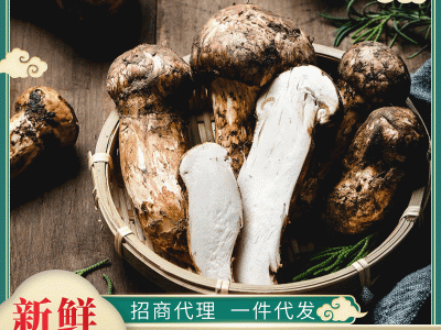 产地直供食用菌新鲜松茸散装500g云南特产煲汤新鲜现货批发图1