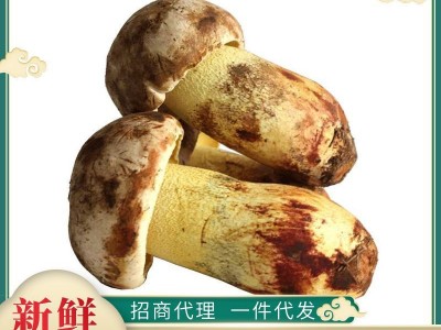 2020新货白葱菌500g 食用菌酒店煲汤食材美味农副产品厂家批发图1