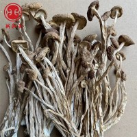 新货不开伞茶树菇干货批发 古田茶薪菇一手货源产地一份500g  2件起批