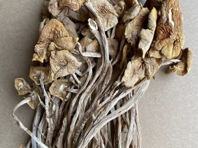 新货不开伞茶树菇干货批发 古田茶薪菇一手货源产地一份500g  2件起批图2