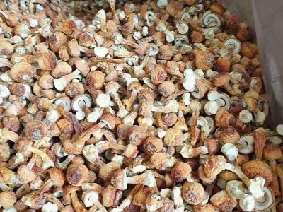 云南产地姬松茸长腿短腿蘑菇 酒店煲汤食用菌干货500g散装批发 2件起批图2