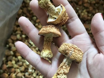 云南产地姬松茸长腿短腿蘑菇 酒店煲汤食用菌干货500g散装批发 2件起批图4