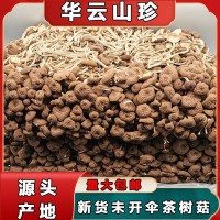 新货不开伞茶树菇古田食用菌 福建干货500g袋装未开伞茶树菇批发 2包起批