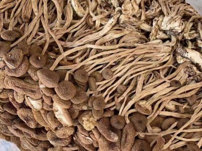 新货不开伞茶树菇古田食用菌 福建干货500g袋装未开伞茶树菇批发 2包起批图3