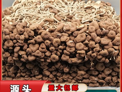 新货不开伞茶树菇古田食用菌 福建干货500g袋装未开伞茶树菇批发 2包起批图2