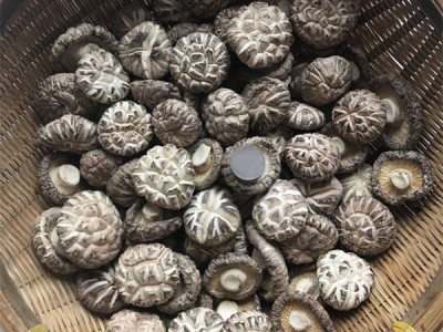 白花菇干货500g包邮西峡特产农家干香菇新品椴木出口大小花菇图1
