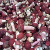 农家采摘大红菇 蘑菇500g包邮 食用菌月子红椎菌批发