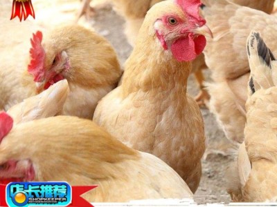 黄土鸡母苗厂家直供批发包打液氮马力克包运输路途成活图1