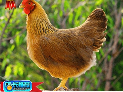 清远麻小鸡苗 家禽养殖批发 厂家直供图4