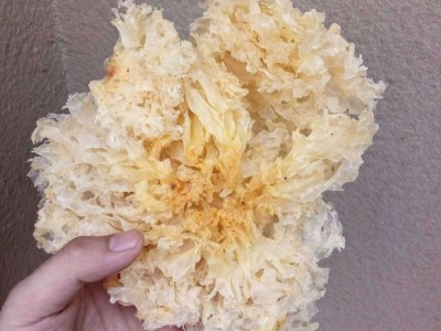 古田白木耳银耳 福建古田无熏硫银耳块 干货散装500g 厂家批发图2