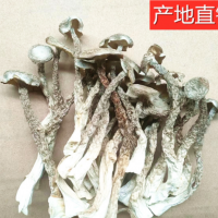 福建特产三明鹿茸菇食用菌干货一件代发大货批发产地批发 2件起批