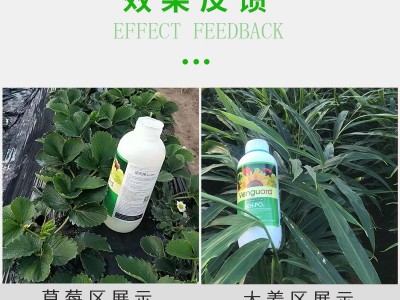 全水溶叶面肥亚磷酸钾 高磷高钾水溶肥 膨果保花保果控梢控旺肥料图5