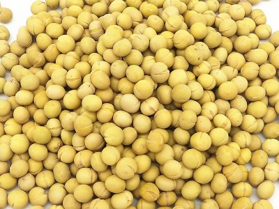熟黄豆 现磨打豆浆专用原料熟大粒黄豆批发 低温烘焙熟五谷杂粮图3