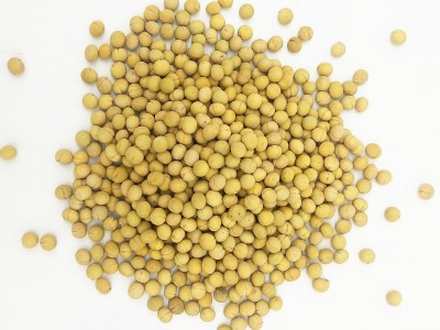 熟黄豆 现磨打豆浆专用原料熟大粒黄豆批发 低温烘焙熟五谷杂粮图5