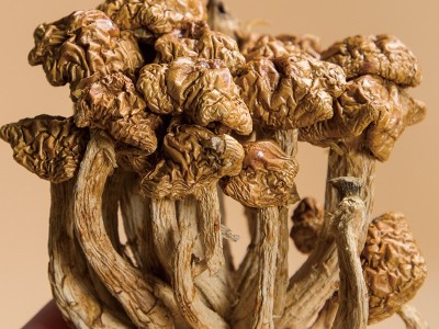 天天源 礼盒装滑子菇80g 古田特产滑子蘑滑菇干货原产地直批图3