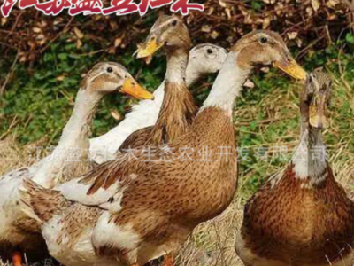 大种麻鸭苗 麻鸭苗价格 大品种麻鸭 水鸭苗 孵化场供应高产蛋鸭苗图1