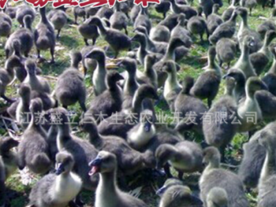 狮头鹅苗 狮头鹅苗价格 孵化场灰鹅苗 狮头鹅苗 大种鹅苗批发图5
