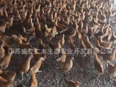脱温土鸡 散养土鸡苗活体母鸡 青年半大草鸡 三黄鸡 青脚土鸡批发图1