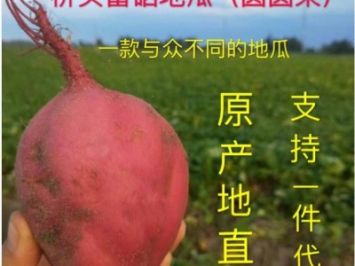 海南澄迈桥头富硒地瓜5/10斤装板栗红薯非六鳌蜜薯 桥头产地直发图1