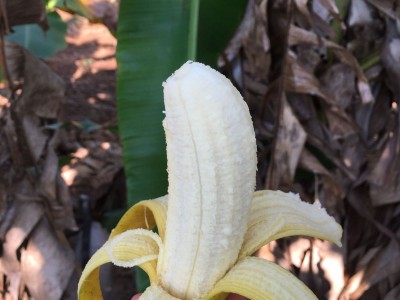 海南三味香蕉整箱新鲜水果当季包邮小香蕉3/5/斤非广西红皮香蕉图3