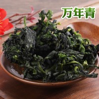 现货脱水蔬菜40*40万年青菜干 免费拿样热风干燥脱水菜芯万年青