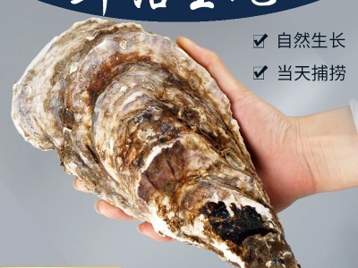 厂家现货新鲜海产品鲜活带壳乳山生蚝批发5斤牡蛎水产海鲜海蛎子图1