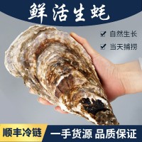 厂家现货新鲜海产品鲜活带壳乳山生蚝批发5斤牡蛎水产海鲜海蛎子