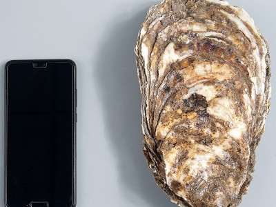厂家现货新鲜海产品鲜活带壳乳山生蚝批发5斤牡蛎水产海鲜海蛎子图4