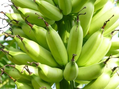 广东广州南沙万顷沙新鲜当季皇帝蕉香蕉甜水果现货批发可按按要求图3