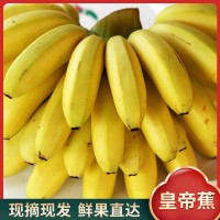 广东广州南沙万顷沙新鲜当季皇帝蕉香蕉甜水果现货批发可按按要求