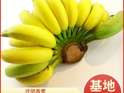当季佳丽香蕉 香甜软糯新鲜孕妇水果小贩地摊货源banana整箱批发图1