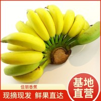 当季佳丽香蕉 香甜软糯新鲜孕妇水果小贩地摊货源banana整箱批发