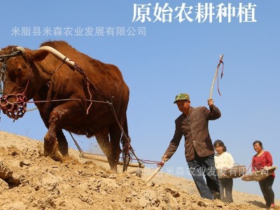 米鲜森陕北特产农家山地黑豆500g/袋真空装 五谷杂粮图4