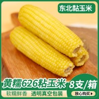 黄糯626东北甜糯玉米批发诚招玉米代理粗粮代餐黄玉米棒量大从优