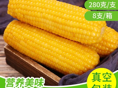批发东北玉米黏玉米真空包装黄糯玉米8只每箱苞米代餐甜糯玉米图1