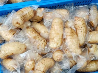 鲜天麻真空保鲜天麻一个一袋酒店冰镇天麻片天麻食材长期批发图3
