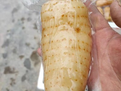 鲜天麻真空保鲜天麻一个一袋酒店冰镇天麻片天麻食材长期批发图4
