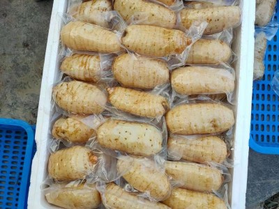 鲜天麻真空保鲜天麻一个一袋，酒店冰镇天麻片，天麻食材长年供应图4
