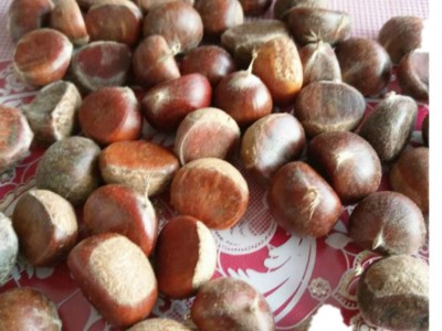 迁西栗子新鲜，生板栗新鲜，迁西板栗子图1