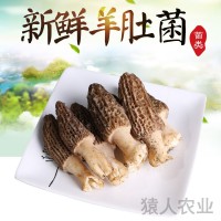 云南新鲜美味羊肚菌 清香爽口新鲜羊肚菌 农家种植 厂家供应 2KG起批