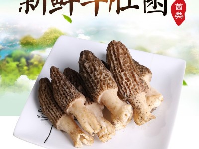 云南新鲜美味羊肚菌 清香爽口新鲜羊肚菌 农家种植 厂家供应图1