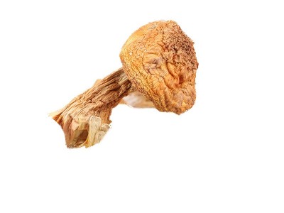 云南特产干货姬松茸干巴菌批发代理量大从优1000g起批图3