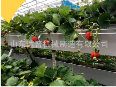 培种植架 楼顶阳台大棚无土栽培 草莓种植架图1