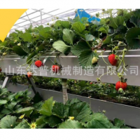 培种植架 楼顶阳台大棚无土栽培 草莓种植架