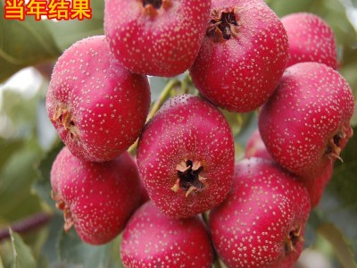 山楂苗 嫁接新品种山楂苗 盆栽地栽南北方当年结果甜红仔山楂树苗图1